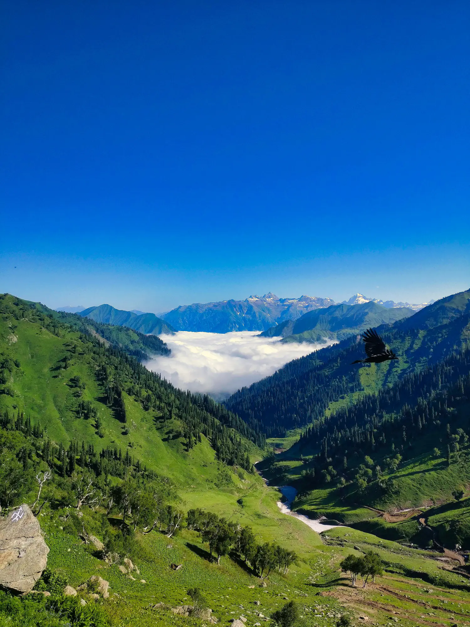 Kashmir
