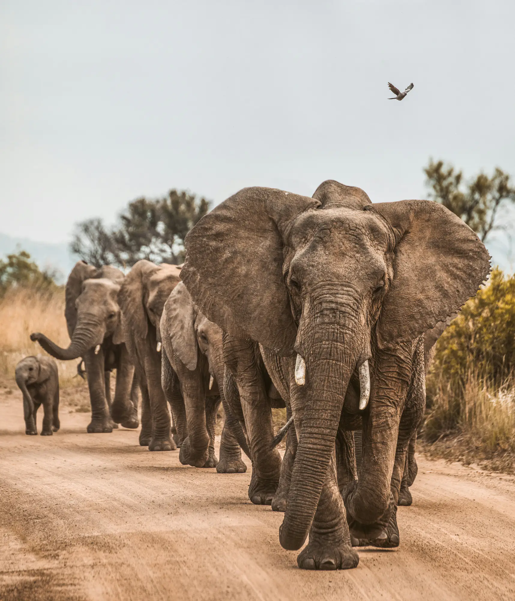 Wildlife travel
